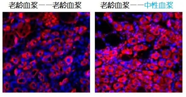 重返年輕不用大換血，只要給血液“兌點(diǎn)水”？