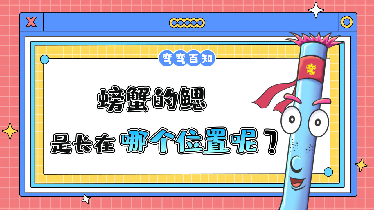 螃蟹的鰓長在哪里呢？.jpg